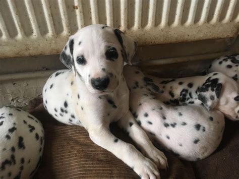 Dalmatian puppies for sale columbus ohio. Find a Dalmatian puppy from reputable breeders near you in Columbus, OH. Screened for quality. Transportation to Columbus, OH available. Visit us now to find your dog. 