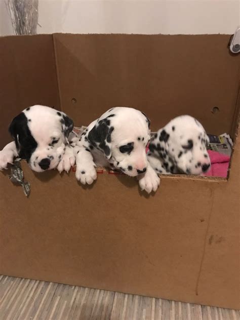 Prices may vary based on the breeder and individual puppy for sale in Jupiter, FL. On Good Dog, Dalmatian puppies in Jupiter, FL range in price from $1,575 to $2,000. We recommend speaking directly with your breeder to get a better idea of their price range. …. . 