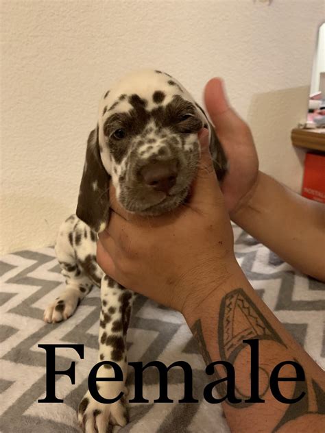 There are four female puppies and six male puppies available. They will be dewormed and given their first set of vaccines before being located in new homes. Tails have been docked. There is a rehoming fee. Please text or call for more information. ‪ (301) 678-3893‬. Location. Las Vegas. Nevada. United States.. 