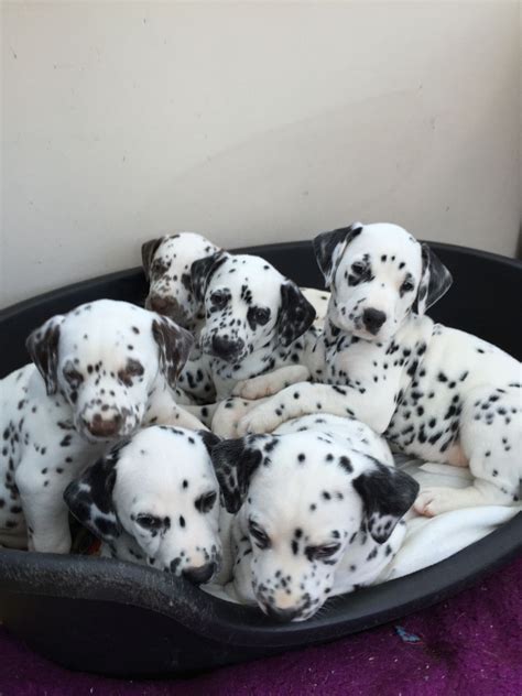What is the typical price of Dalmatian puppie