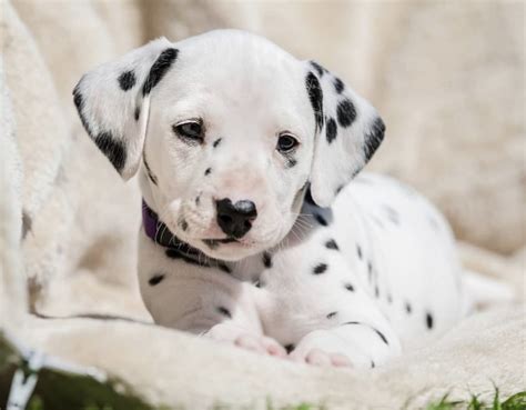 Dalmatian puppy. Dalmatian puppies are born with no spots. These puppies are born with pure white coats, though the spots are visible on the skin underneath. The spots begin to appear in the first few weeks of the pups' lives, and are usually fully formed by about six months of age. The two 101 Dalmatians films were both good and bad for the breed. 