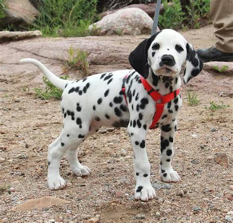 Dalmatian pup for sale 7087701368. Add to Favorites. BREEDS: Dalmatian. CALUMET CITY, IL, USA. The pure bred Dalmatian puppies were born Oct. 14,2016.The mother is fed organic dog food, and is is kept in a calm and soothing environment.. 