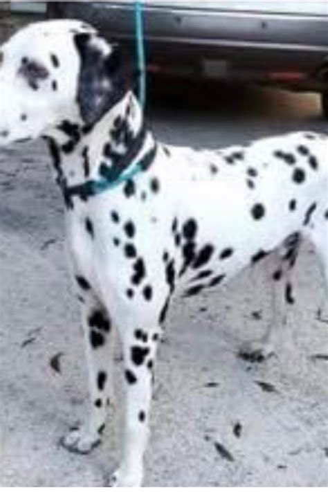 This is an ongoing yard sale to help raise money for the Dalmatian Rescue South Florida. We consider this ongoing online yard sale as a WIN-WIN-WIN!!! Sellers WIN as they are being charitable in.... 