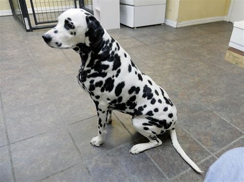 Dalmatian rescues. The Dalmatian is a square-proportioned, athletic dog of good substance and sturdy bone. They are built for efficiency at the trot and great endurance, and their movement should be steady and effortless. The expression is alert and intelligent; the coat short and sleek. 
