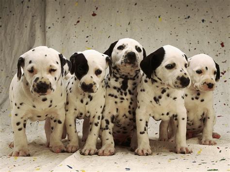 Dalmation puppies. Find your perfect Dalmatian puppy from a reputable breeder with the GFP Puppy Finder. Learn about the Dalmatian breed's history, temperament, health, grooming, and activity … 