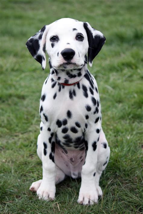 Dalmation puppy. Things To Know About Dalmation puppy. 