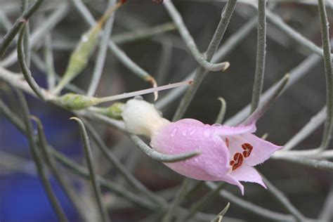 🍑 +18 Dalyana Onlyfans Leak