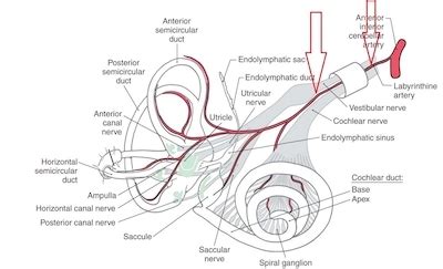 Damarsal Bozukluklar Ve Tinnitus İlişkisi .