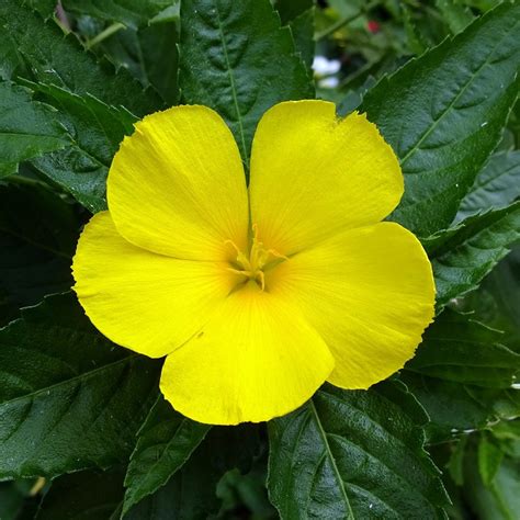 🔥 Damiana Onlyfans Leaked [CLIP]