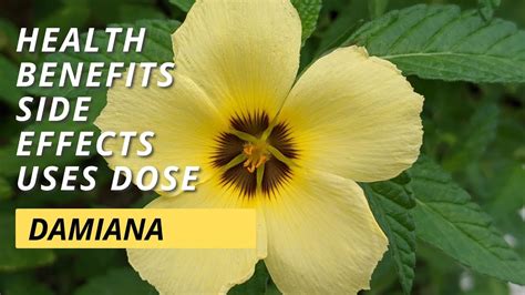 Damiana: Uses, Benefits, Side Effects, Dosage