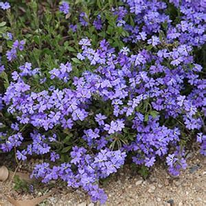 Dampiera linearis - Wedge leafed Damperia Nurseries …