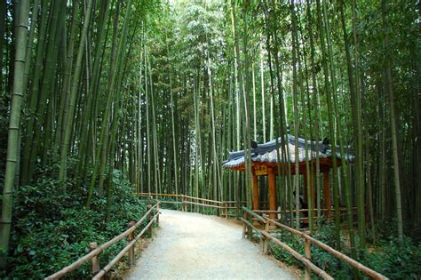 Damyang: Where to Find a Bamboo Forest in Korea