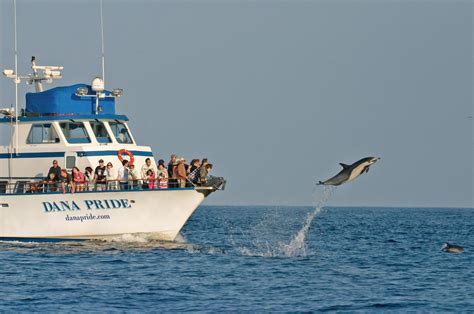 Dana Wharf Whale Watching and... - Dana Wharf …