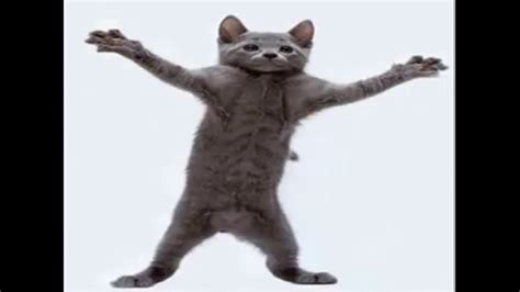 About. Cat Whips It, also known as Nae Nae Cat and Dancing Grey Cat, is a viral video from Vine by user AaronsAnimals in which Aaron, his friend and his cat Prince Michael perform the Nae Nae dance. In 2019, the video spawned a meme on 4chan 's /tv/ board in which users would ask if the video was real and how the cat was taught to dance. 