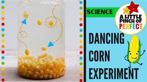 Dancing Corn Science Experiment - YouTube