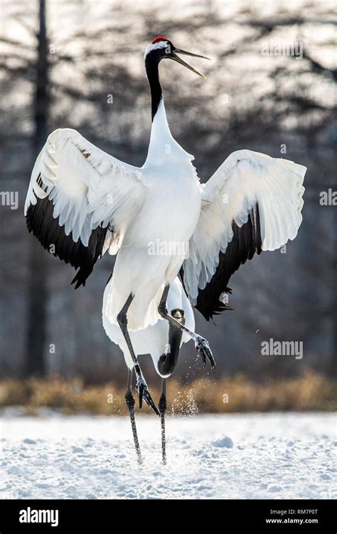 Dancing Crane - hostasmith.com