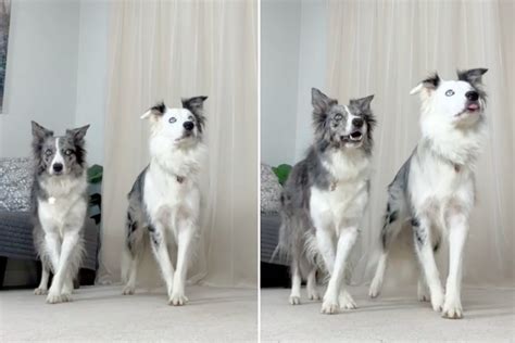 Dancing border collies thriller video. Things To Know About Dancing border collies thriller video. 