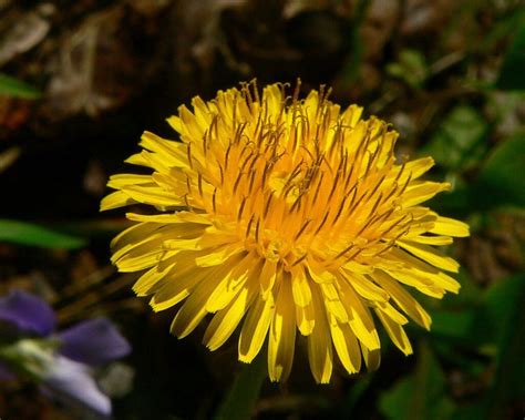 Dandelion, a Surprisingly Beneficial Wild Edible - Eat The …