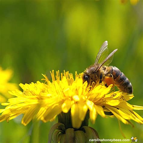 Dandelions and Bees: A Good Match? - Carolina Honeybees