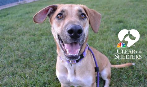 Dane county humane society adoption. Sat. Apr 13th, 2024. 10:30 am - 12:30 pm. Enjoy this fun run with your pup and help other dogs in need! LEARN MORE. 