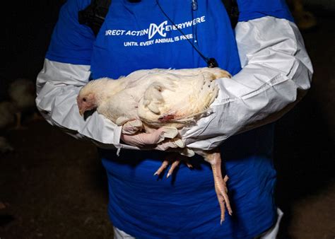 Dangerous Pathogens and Cruelty Law Violations at Perdue Subsidiary, Animal Rights Report Alleges