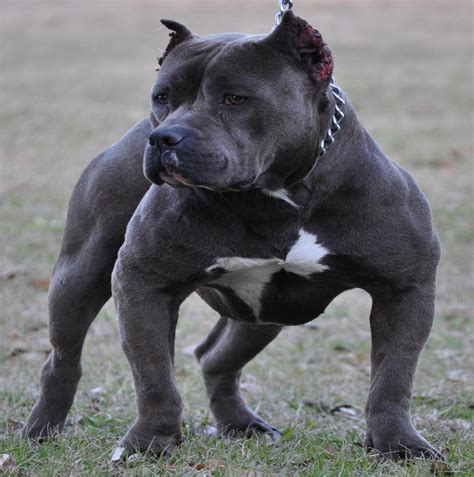 Dangerous pit bulls. Appearance: Female Pitbulls typically have a muscular, athletic build with a short, sleek coat. They come in various colors, such as brindle, white, black, and blue. Females are generally smaller than males, weighing between 30-60 pounds and standing 17-20 inches tall. 