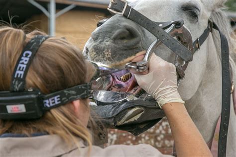 Dangers lurk in equine dentistry - DVM 360