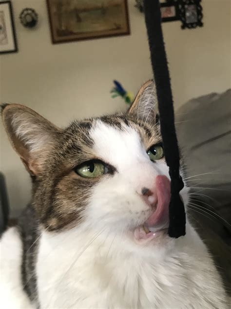 Dangle tits.  If you dangle string above a kitten you will both be entertained. .  If you...