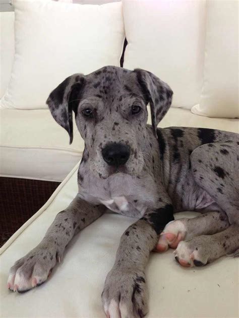 In case you were wondering, Big Sky Danes LLC is located just outside of Great Falls in north-central Montana - the heart of Big Sky Country. Our first litter of puppies was born of Gus (Daniff) & Willow (AKC Great Dane) in 2019. We followed that up with another litter in 2020. We want to continue breeding these amazing dogs, sharing with .... 