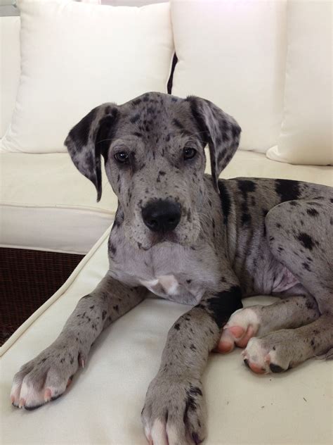 Daniff puppies. Overview. Training. Health. Grooming. Exercise. Size. Daniffs are a mixed breed, resulting in a cross of the Great Dane and the English Mastiff. They may also be called “Mastidane, … 