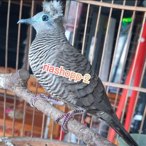 Dapat burung perkutut 2 ekor togel. Jual beli mobil bekas.