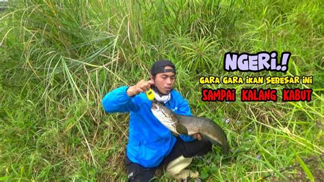 Dapat ikan gabus besar togel. Pools live draw hari.