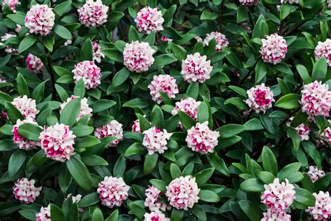 Daphne: the best daphne shrubs and plants for colour and