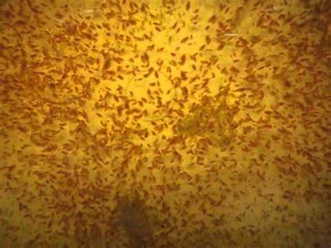 Daphnia Culture For Goldfish Fry - YouTube