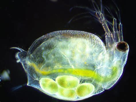 Daphnia magna and Ceriodaphnia dubia Have Similar …