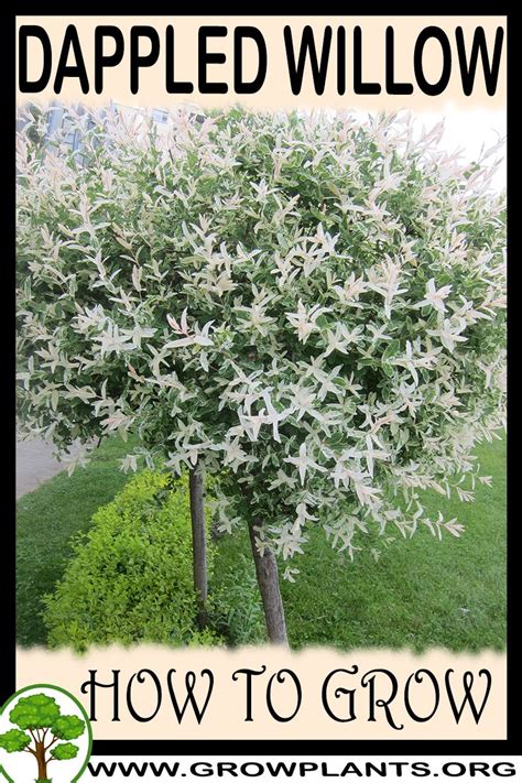 Dappled Willow Tree A Care Guide on How to Grow a Dappled Willow Tree