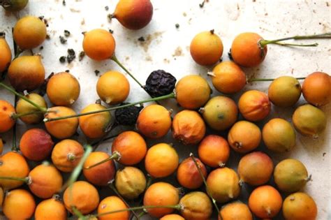 Dardagan Halı ve Koltuk Yıkama