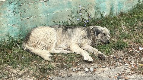 Darjatoja Onlyfans Leak 🍌 XxX