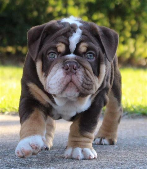 Dark Brown Bulldog Puppy