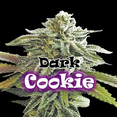 Dark Cookie – Dr Underground