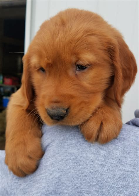 Dark Golden Retriever Puppies For Sale In Ohio