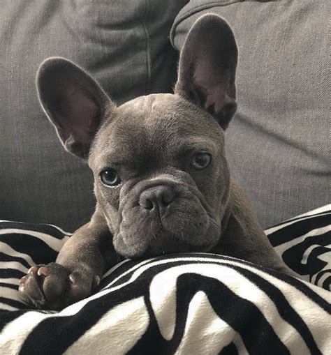 Dark Grey French Bulldog Puppy