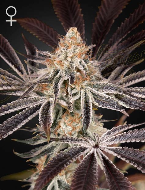 Dark Phoenix (F) » Greenhouse Seed Co., Greenhouse …