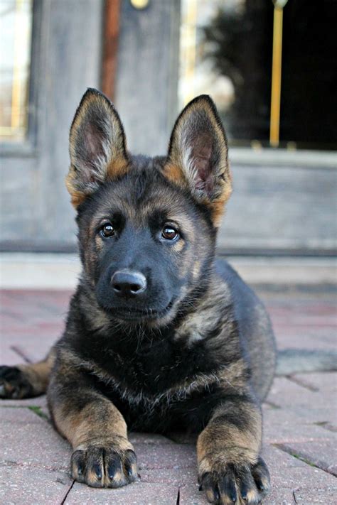 Dark Sable German Shepherd Puppy For Sale