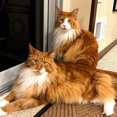 If you’re looking for a smart and friendly cat that’s easily adaptable to various situations, you may want to consider the Maine Coon. It’s the largest domestic cat breed, and it’s...