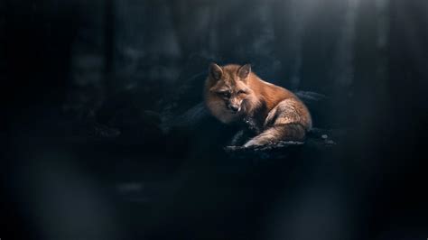 Darkest fox. Things To Know About Darkest fox. 