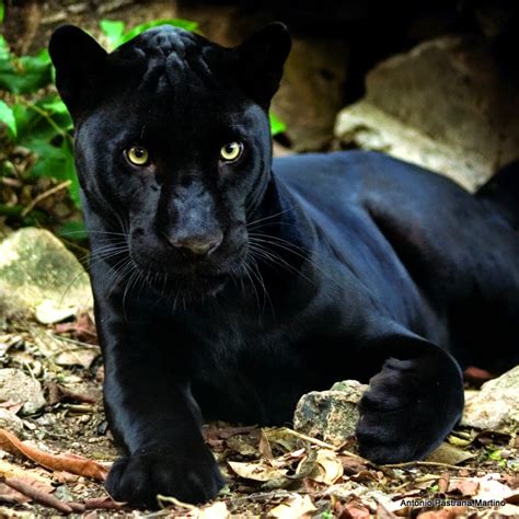 <b>Dark Panthera</b> Ebony Pictures. . Darkphantera