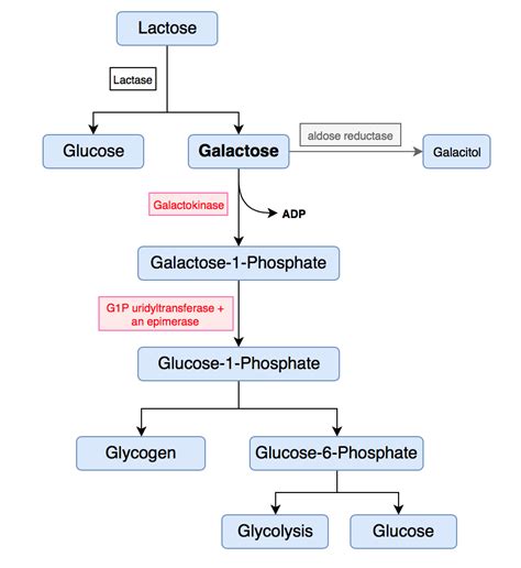 Darstellung eines künstlichen dextrins aus galactose und versuch einer partiellen synthese des milchzuckers. - 1997 acura cl ac clutch manual.