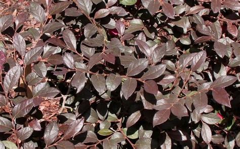 Daruma Dwarf Loropetalum - 1 Gallon - Shrub - Shrubs for …