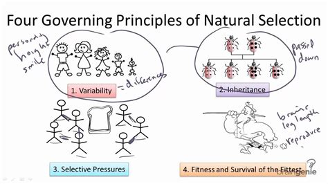 Darwin’s Four Principles of Natural Selection. The four principles at work in evolution are variation, inheritance, selection, and time. These are thought to be parts of the evolutionary mechanism of natural selection. An experiment is the most effective way to put a hypothesis to the test.. 